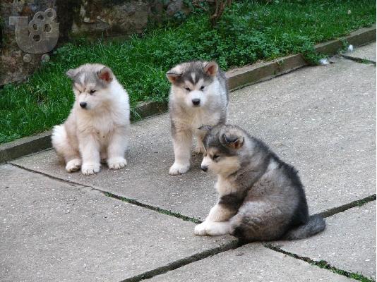 ALASKA MALAMUTE